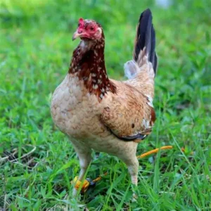kelso gamefowl for sale
