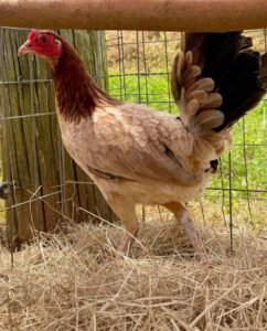 kelso gamefowl for sale