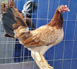 kelso gamefowl for sale