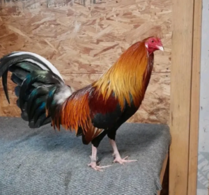 green legged sweater gamefowl for sale (copy)