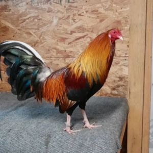 green legged sweater gamefowl for sale (copy)