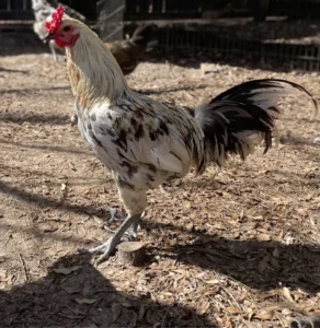 liege fighter chickens for sale