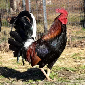 madigan claret gamefowl for sale