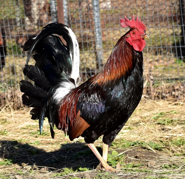 madigan claret gamefowl for sale