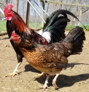 madigan claret gamefowl for sale