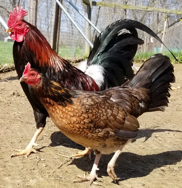 madigan claret gamefowl for sale