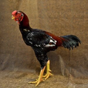 lemon 84 gamefowl for sale (copy)
