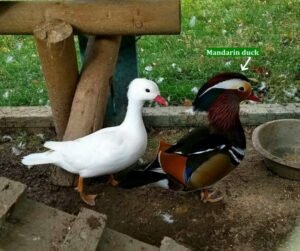 pair of wood ducks for sale