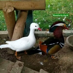 pair of wood ducks for sale