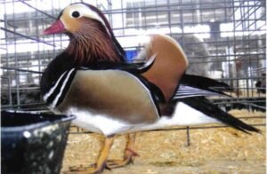 pair of wood ducks for sale