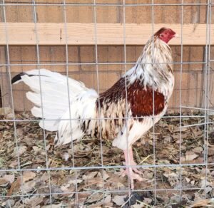 miner blue gamefowl for sale
