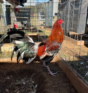 miner blue gamefowl for sale (copy)