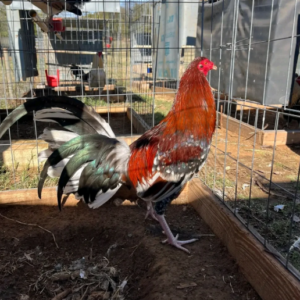 miner blue gamefowl for sale (copy)
