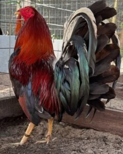 murphy whitehackle gamefowl for sale