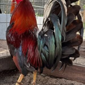murphy whitehackle gamefowl for sale