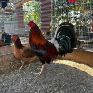 murphy whitehackle gamefowl for sale
