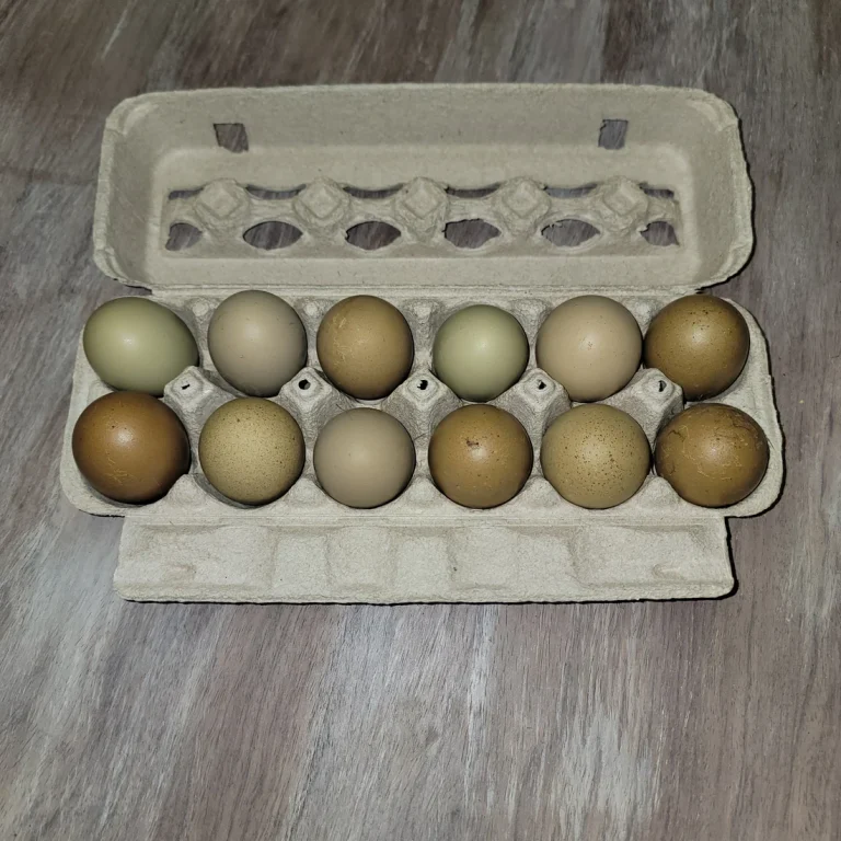 olive egger hatching eggs for sale