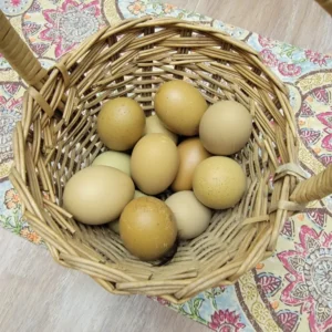 olive egger hatching eggs for sale