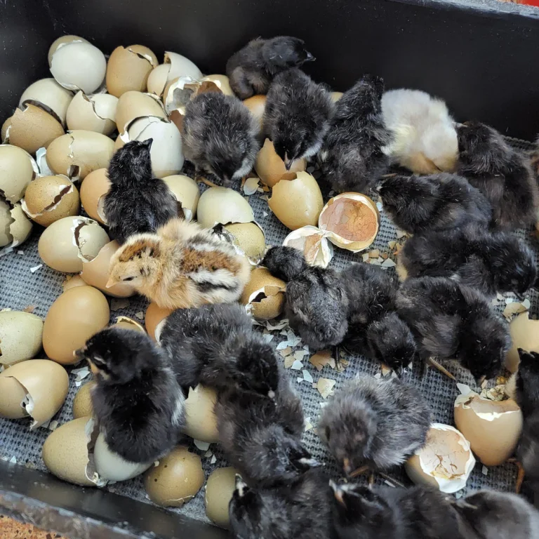 olive egger hatching eggs for sale