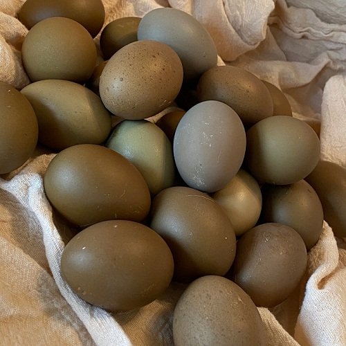 olive egger hatching eggs for sale