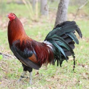 penny harold brown game fowl for sale