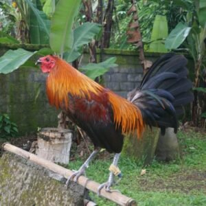 penny harold brown game fowl for sale (copy)