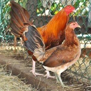 pumpkin hulsey gamefowl for sale