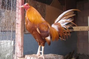 pumpkin hulsey gamefowl for sale