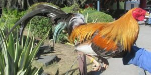 pumpkin hulsey gamefowl for sale