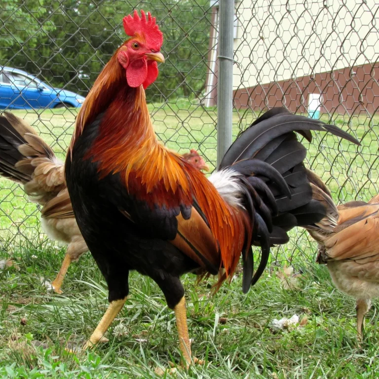 murphy whitehackle gamefowl for sale (copy)