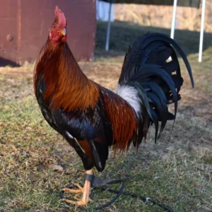 purebred radio gamefowl for sale