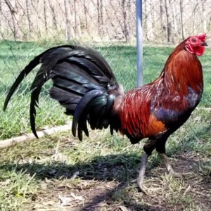 rat graves leiper gamefowl for sale