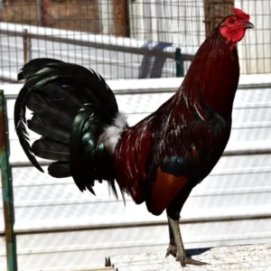 rat graves leiper gamefowl for sale