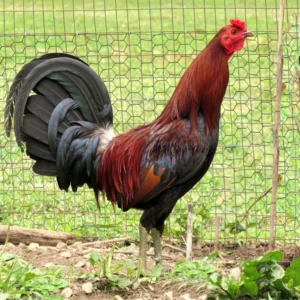 rat graves leiper gamefowl for sale