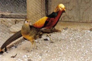 pair of red golden pheasants for sale