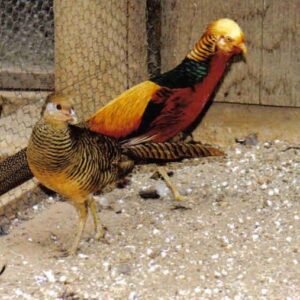pair of red golden pheasants for sale