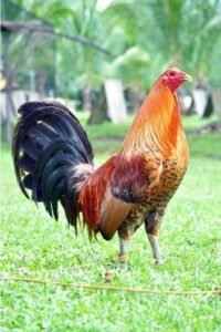 red quill gamefowl for sale