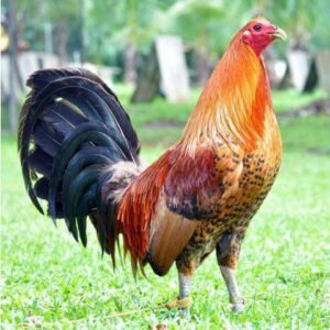 red quill gamefowl for sale