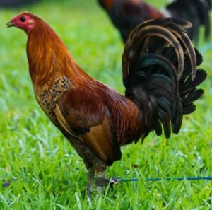 red quill gamefowl for sale