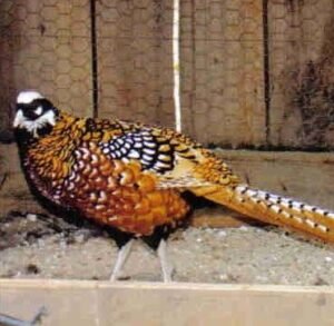 pair of reeves pheasants for sale