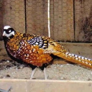 pair of reeves pheasants for sale