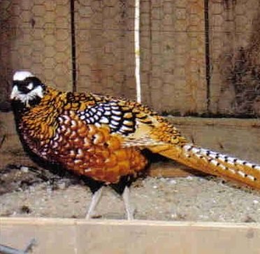 pair of reeves pheasants for sale