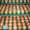 rhode island red hatching eggs for sale