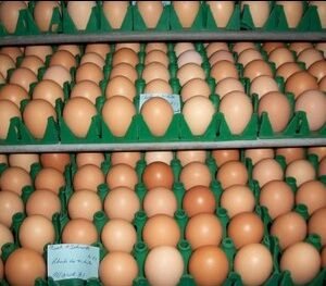 rhode island red hatching eggs for sale