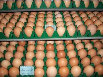 rhode island red hatching eggs for sale