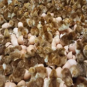 rhode island red hatching eggs for sale