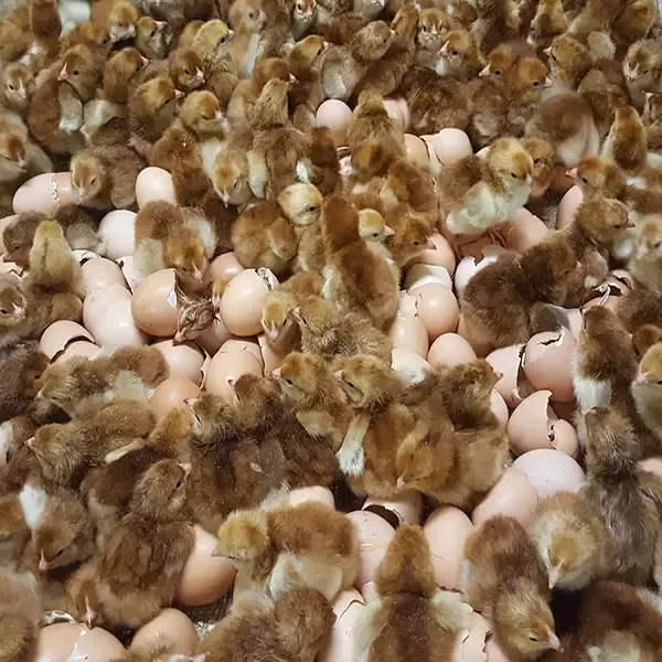 rhode island red hatching eggs for sale