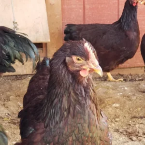 rhode island red hatching eggs for sale