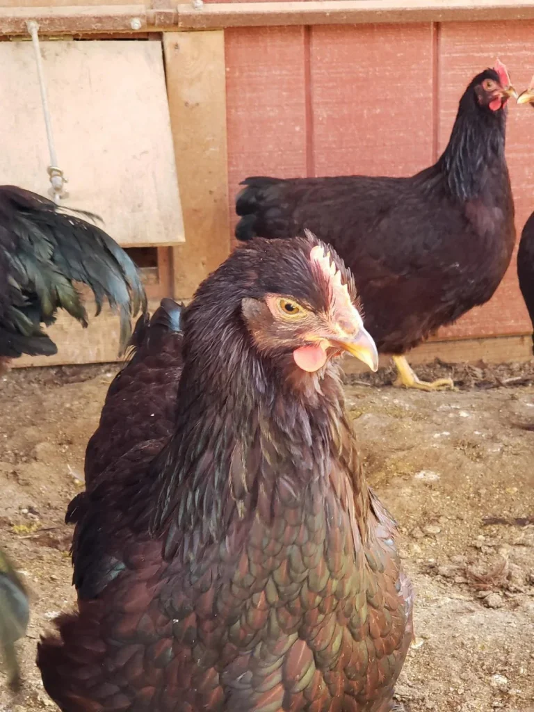 rhode island red hatching eggs for sale