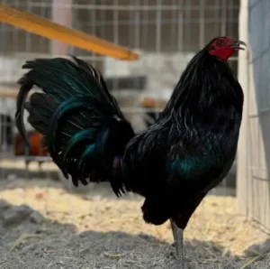 red quill gamefowl for sale (copy)
